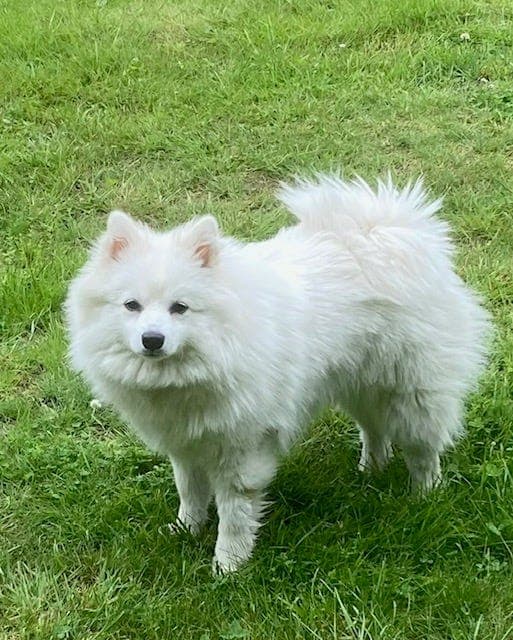 Ekte Mittelspitz valper.