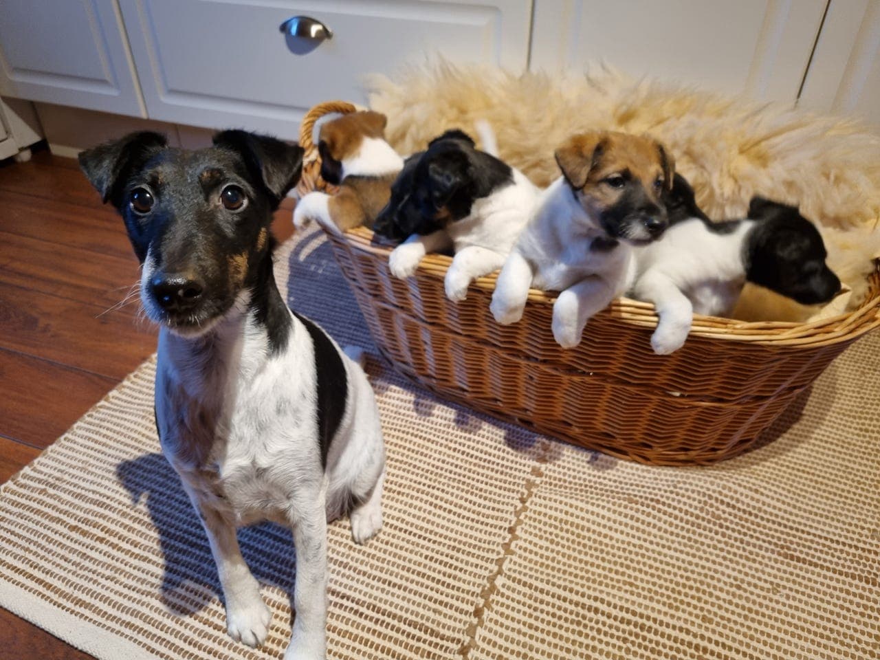 Fox terrier glatthåret valper