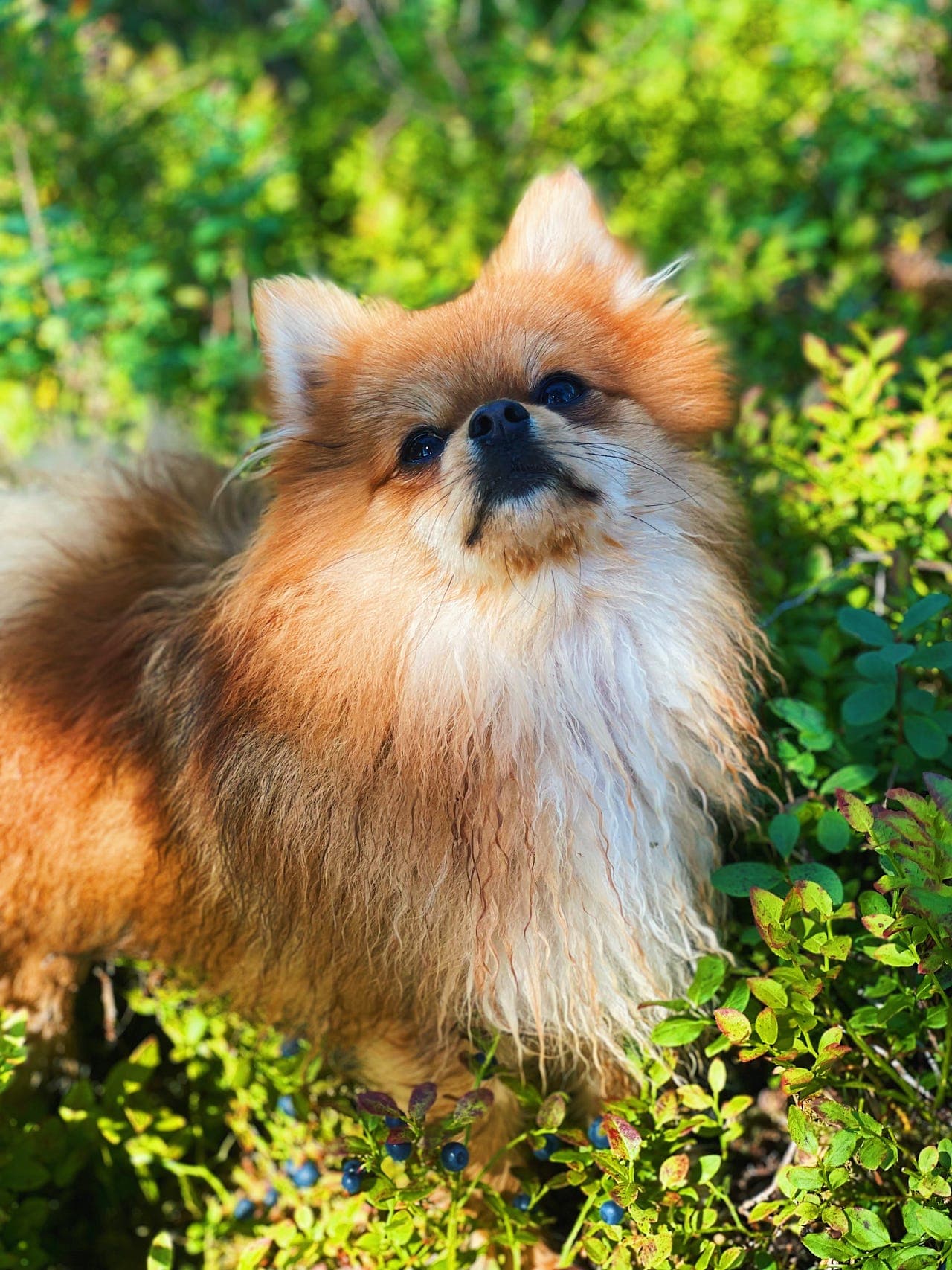 Omplassering av Pomeranian tispe