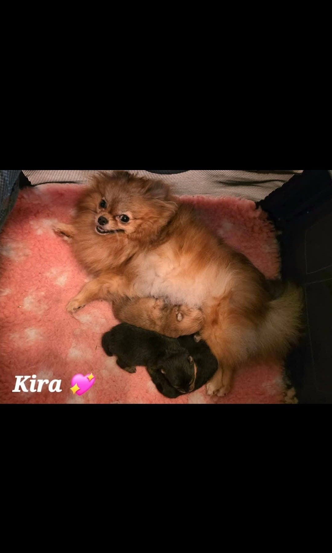 Pomeranian valper til salgs