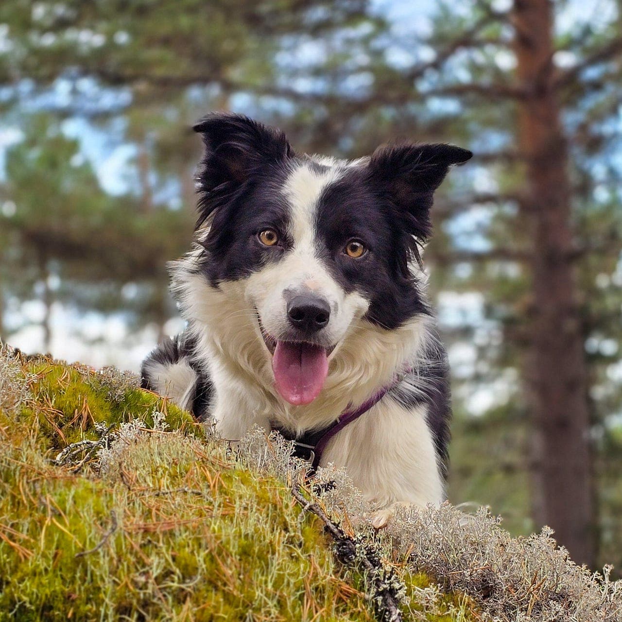 Border Collie valper
