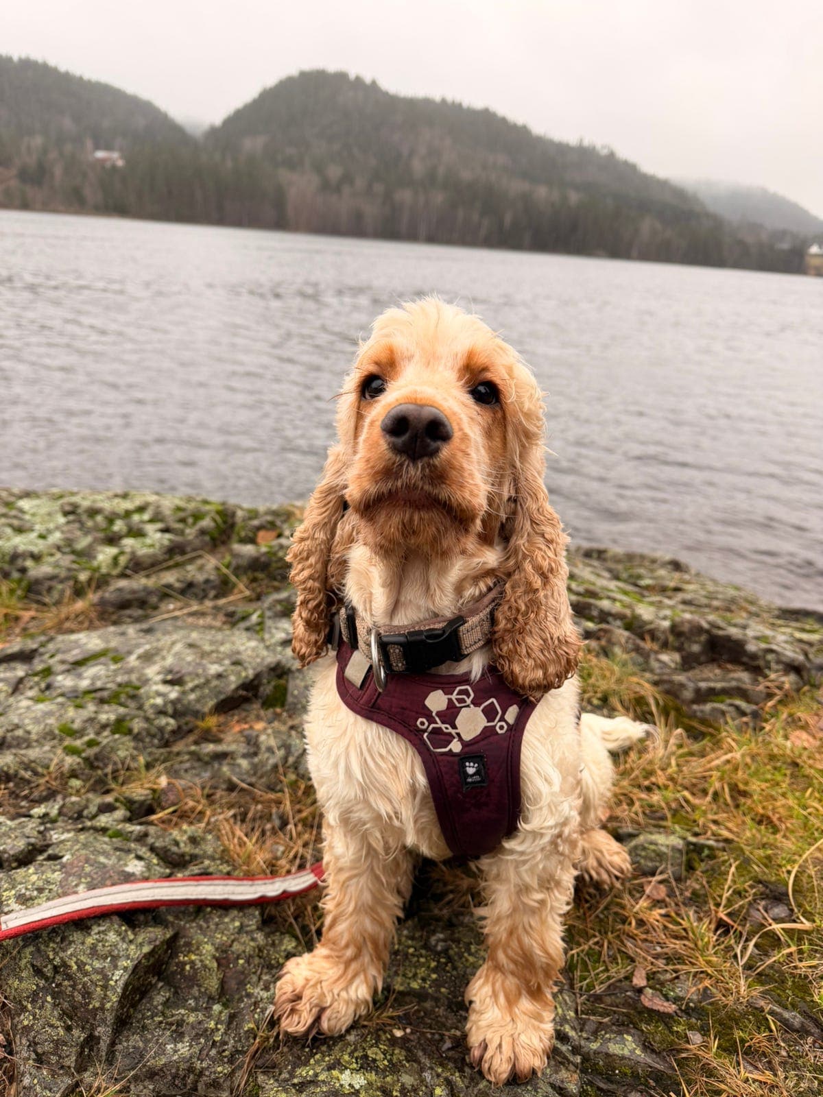 Cocker Spaniel tispe på 1,5 år