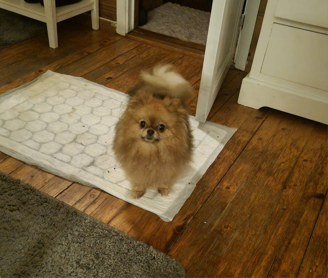 Pomeranian tispe vurderes solgt