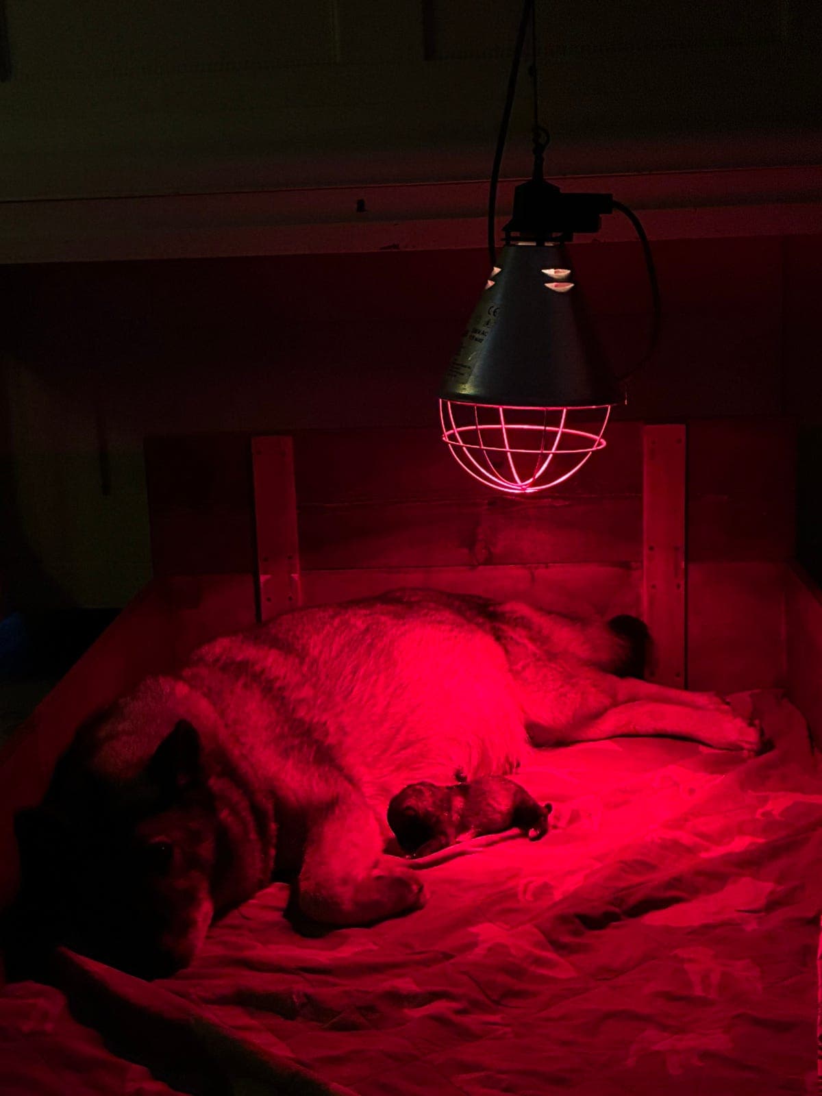 Elghundvalper etter Tira og Skinnemoens Marco