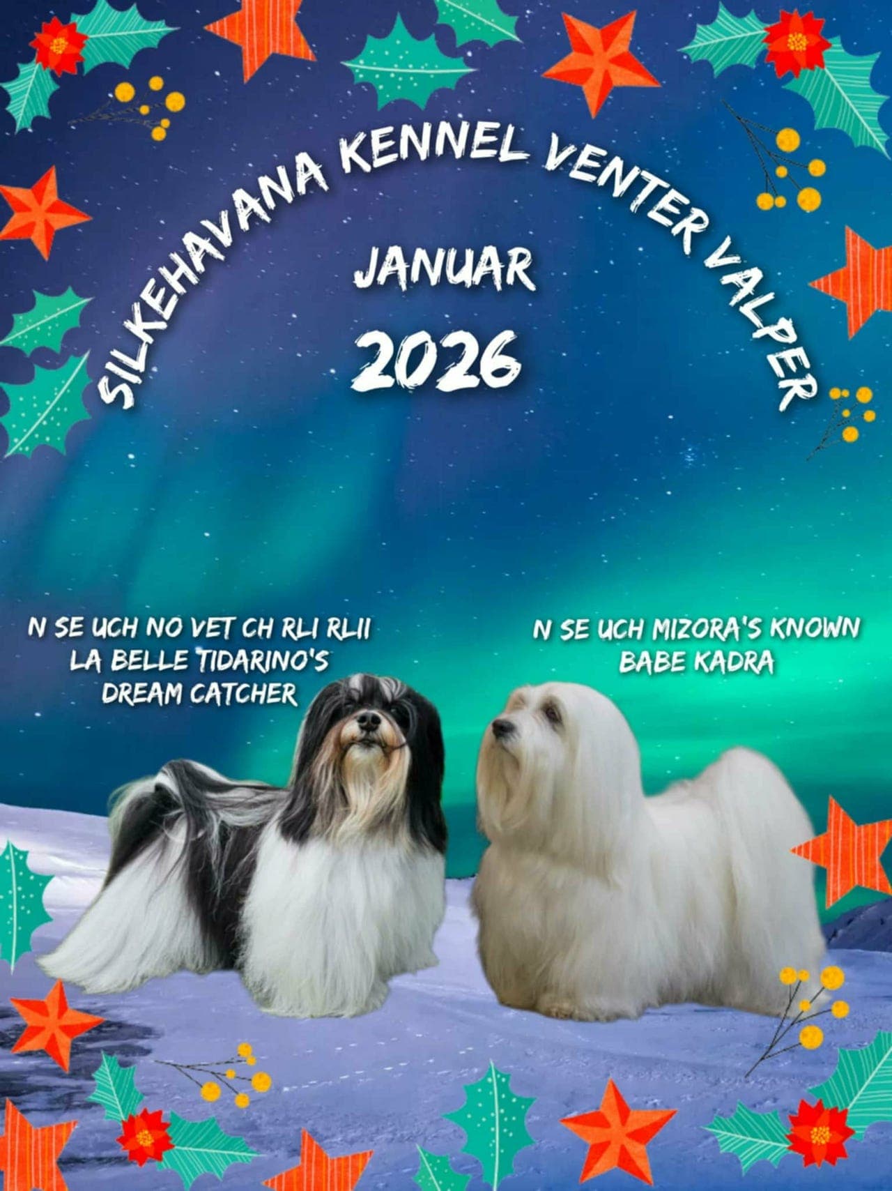 Nkk registrerte bichon havanais valper