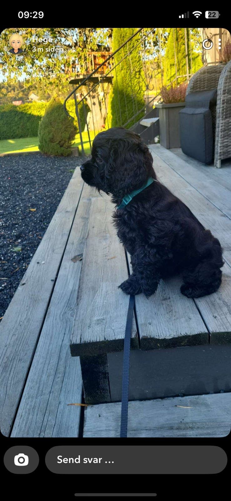 Amerikansk cocker spaniel