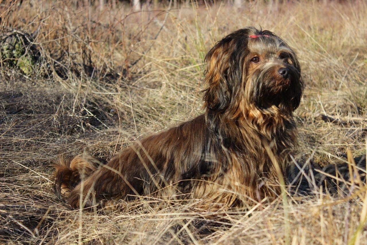 Bichon Havanais Foravtale/deleier ønskes