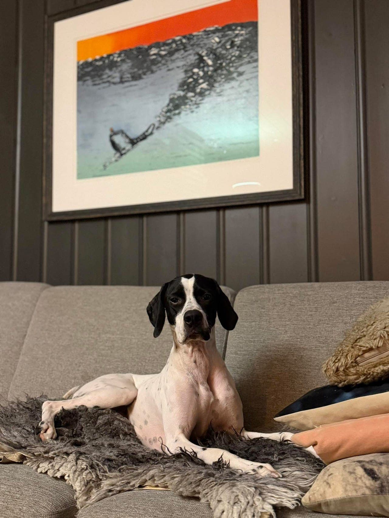 Pointer tispe 1,5 år selges!