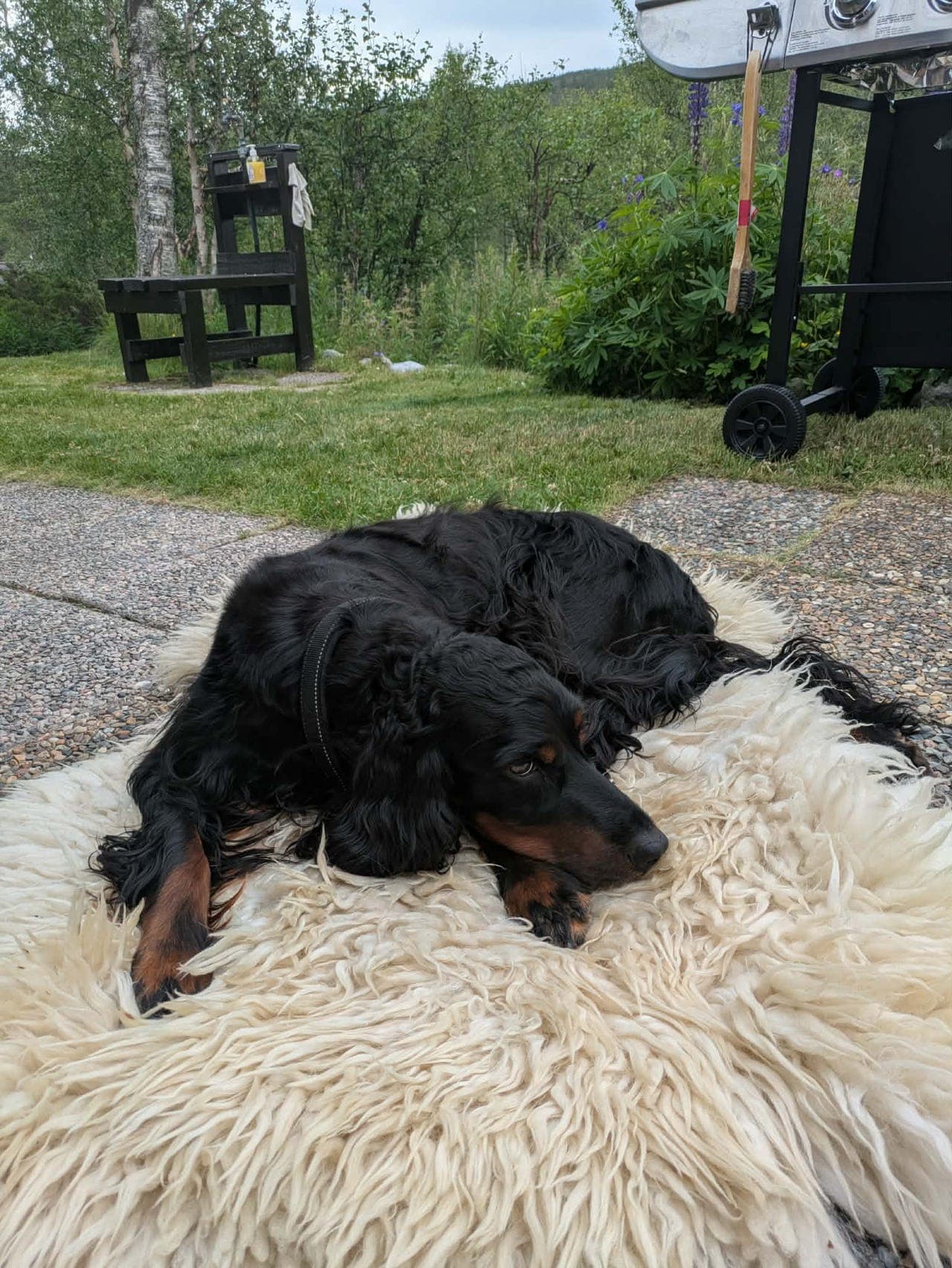 gordonsetter valper