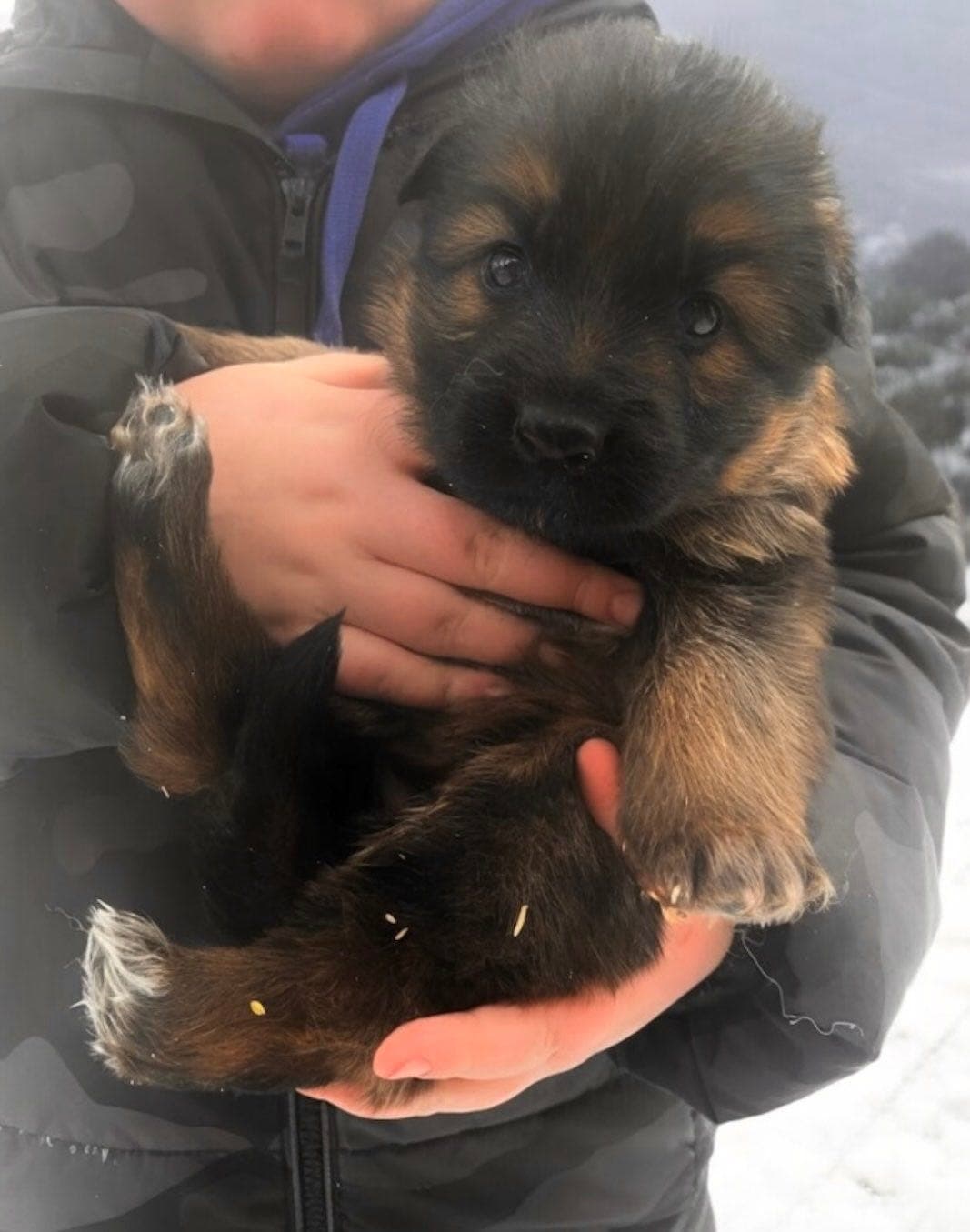 Vakker langhåret schäfervalp selges til riktig hjem