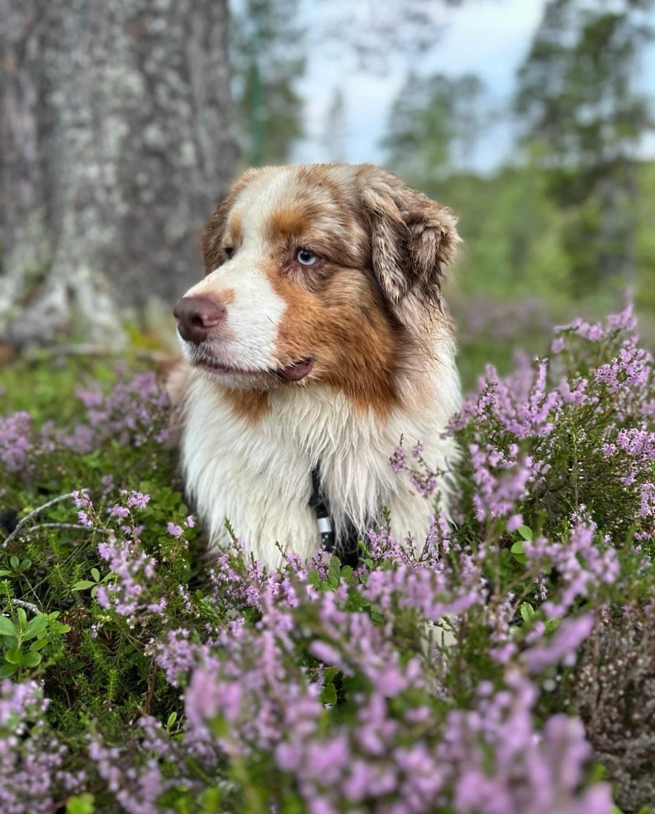 Australian Shepherd hannhund