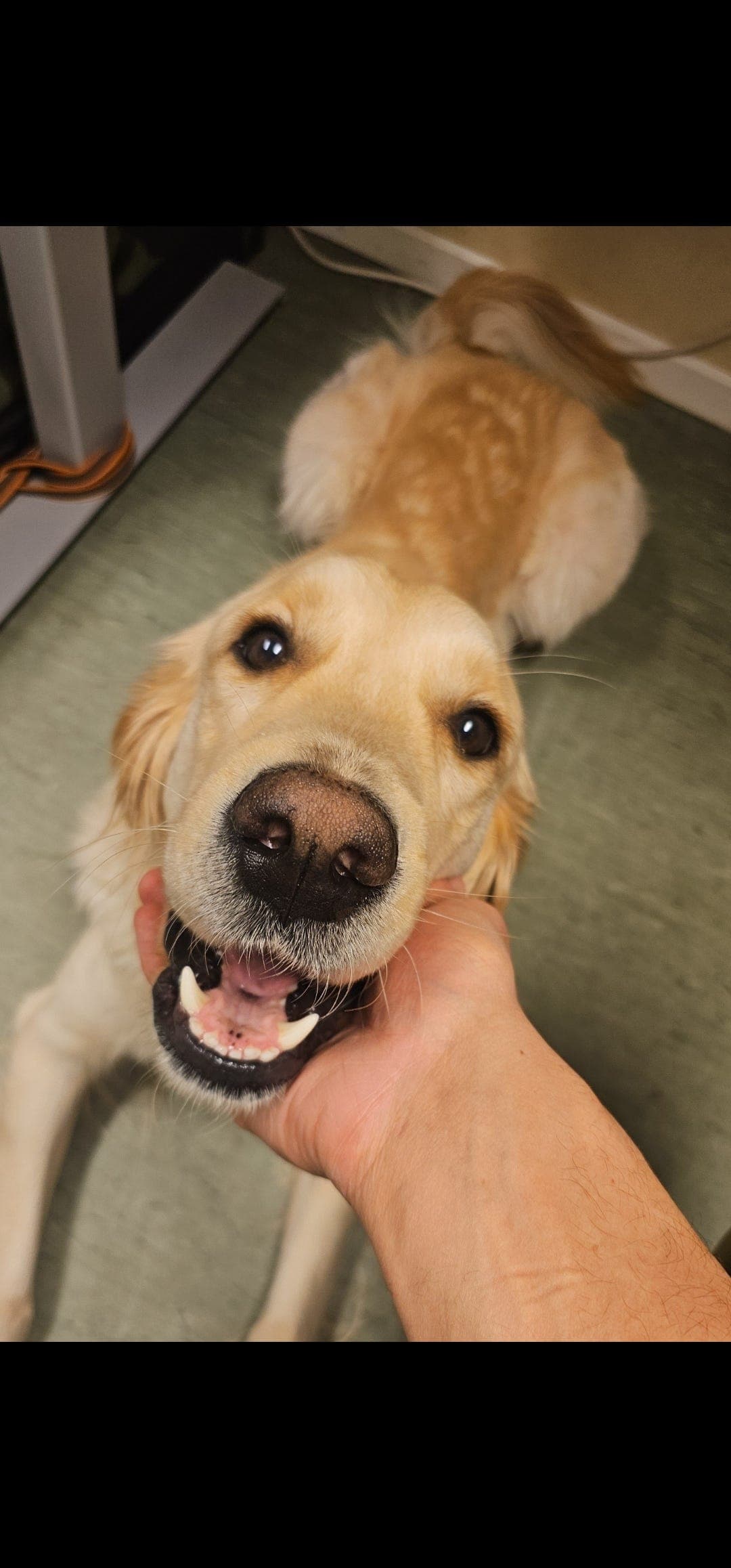 Midlertidig omplassering av koseglad Golden, med mulighet for permanent på sikt