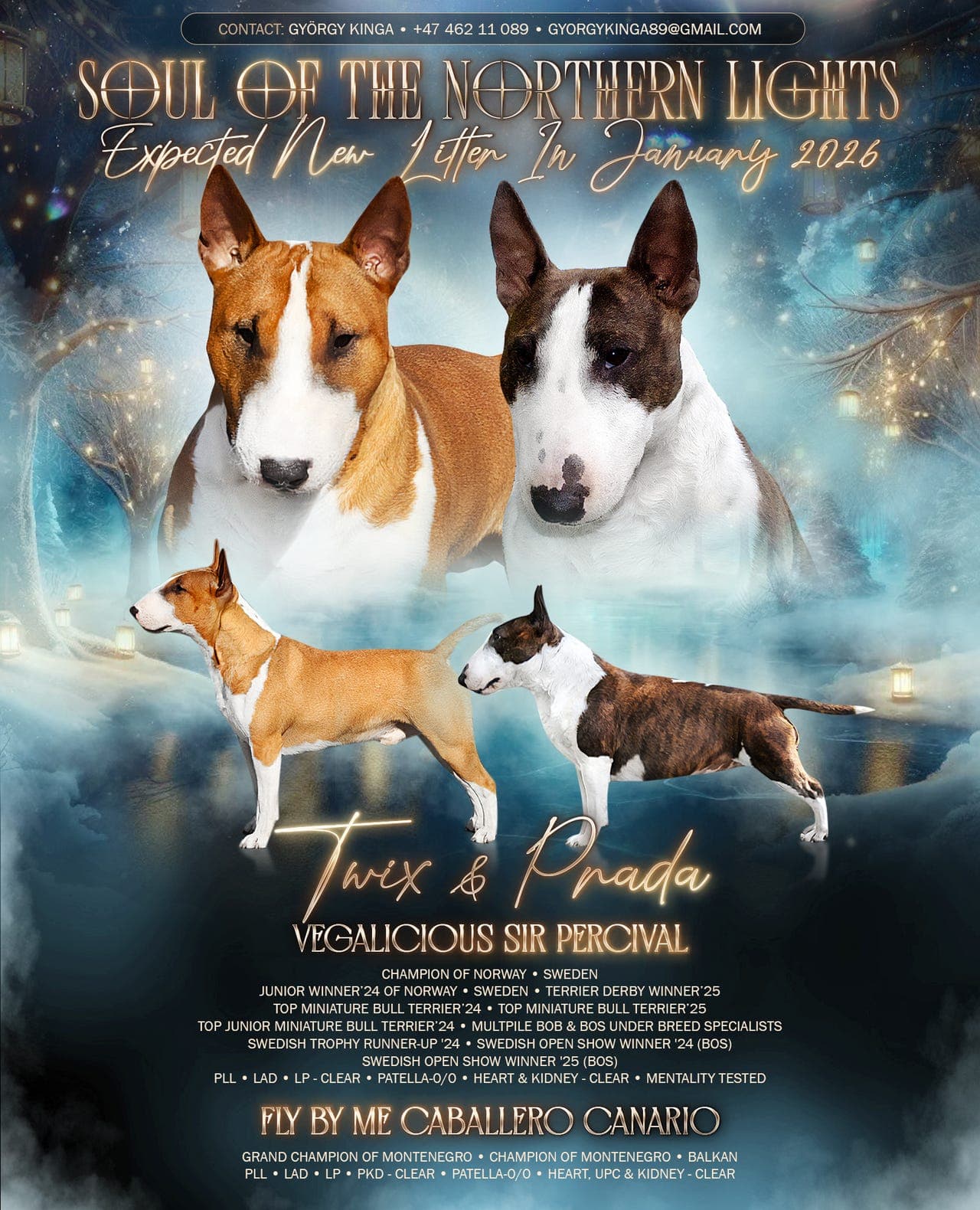 Miniature bull terrier valper