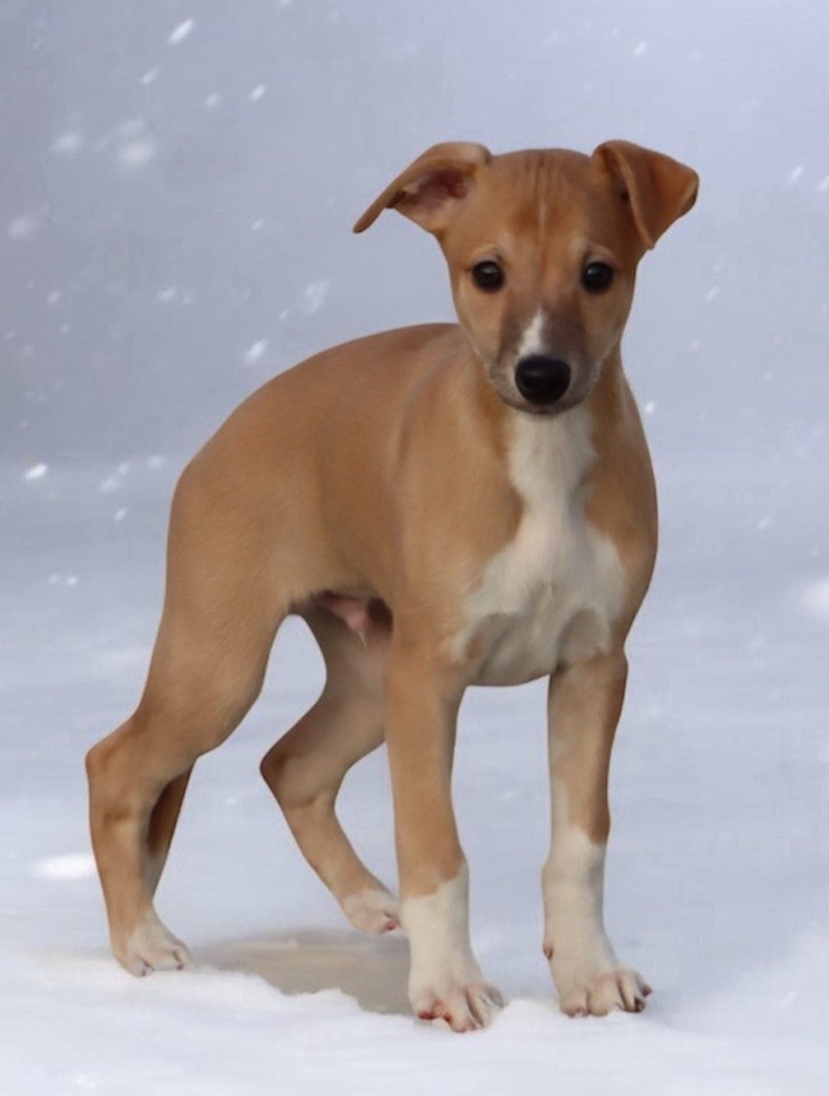 Flott whippet gutt leveringsklar