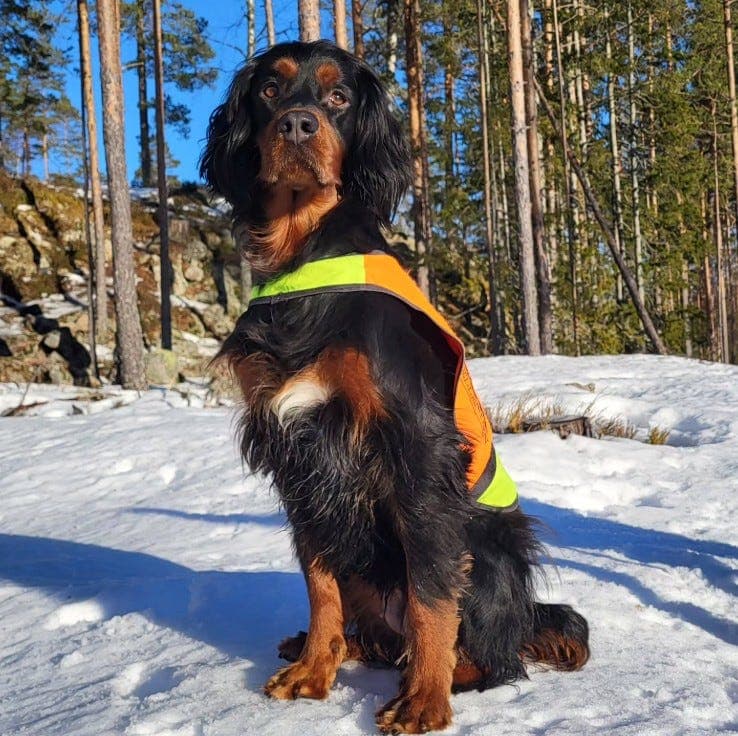 Gordonsetter valper