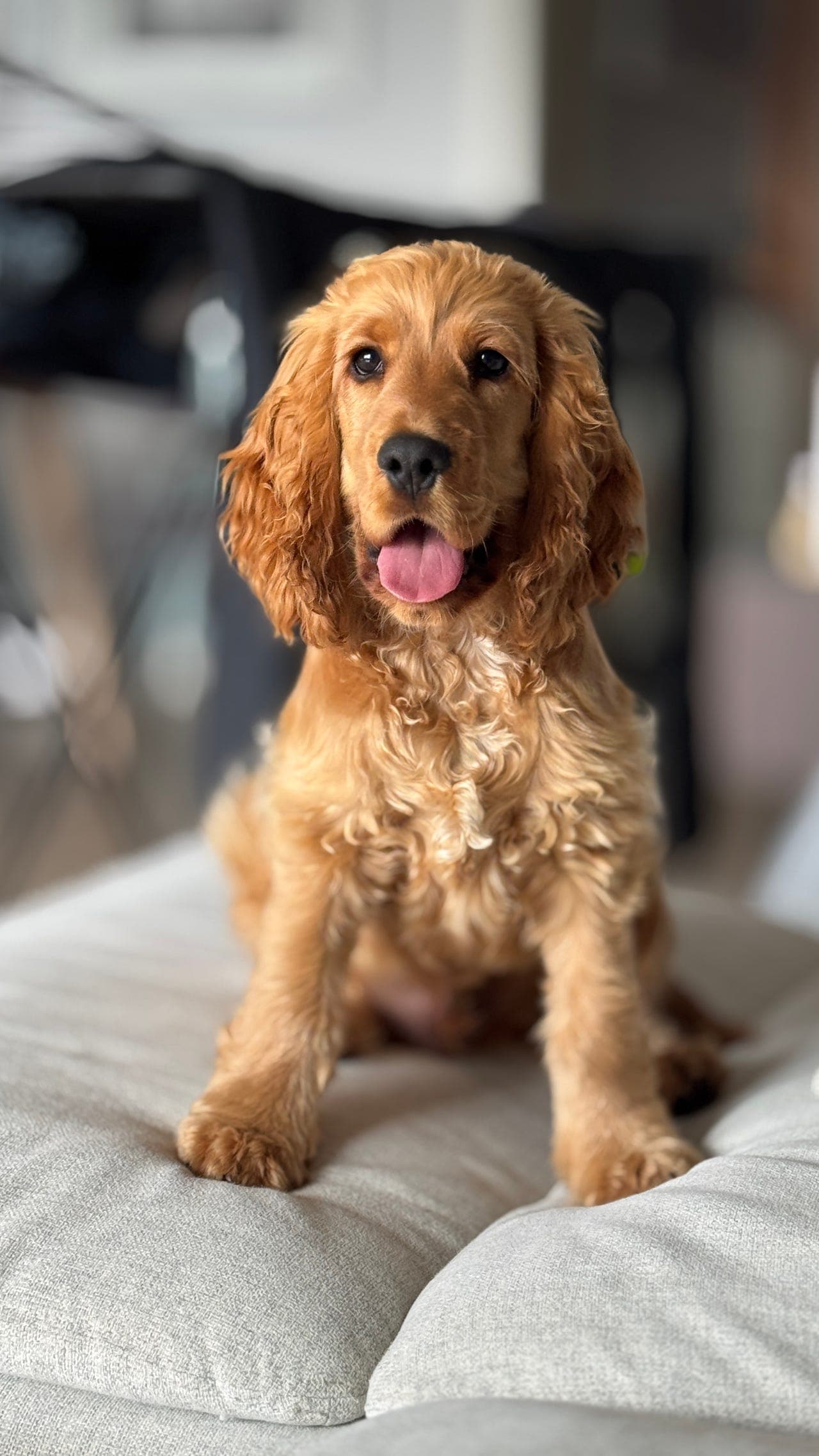Engelsk hann Cocker Spaniel 9 måneder selges med tungt hjerte