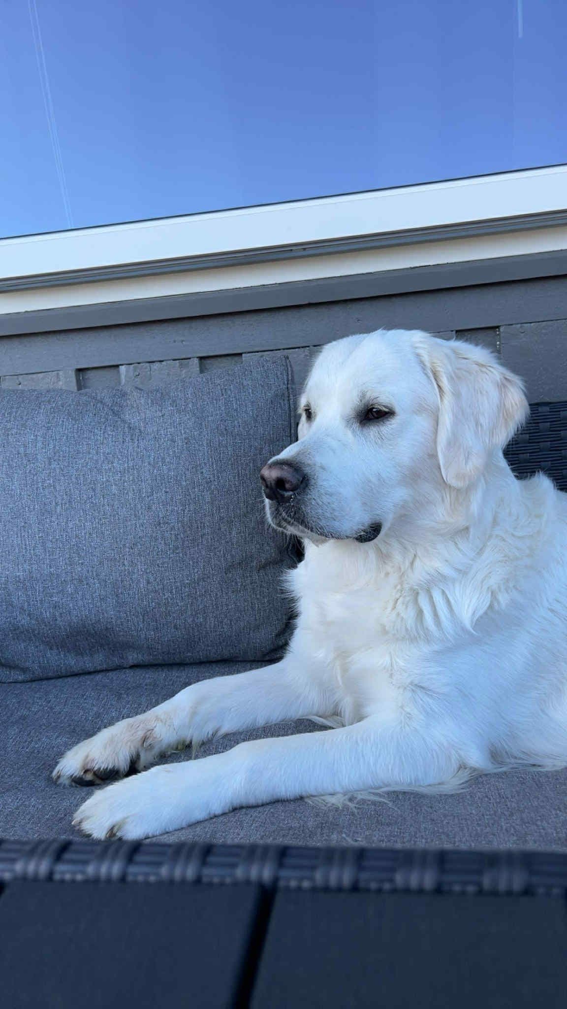 Golden retriever søker nytt og kjærlig hjem