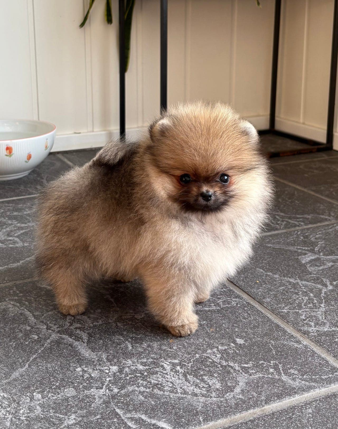 NKK reg pomeranian tispe