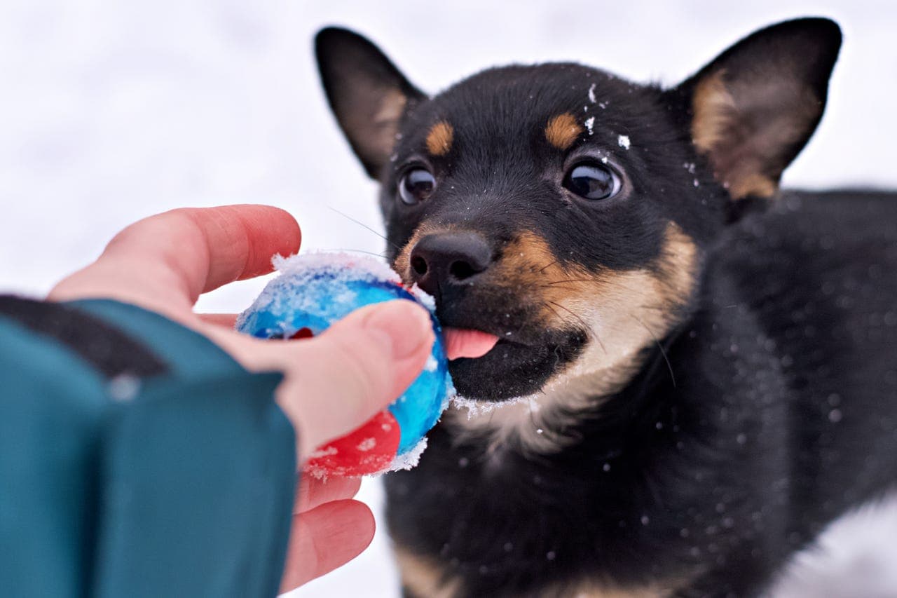 Lancashire Heeler tispe, 11 uker