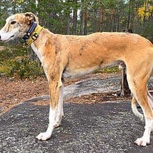 Spansk Galgo