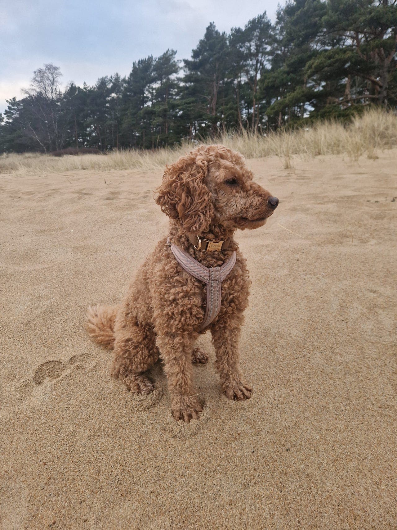 Mellompuddel vurderes omplassert til rett hjem