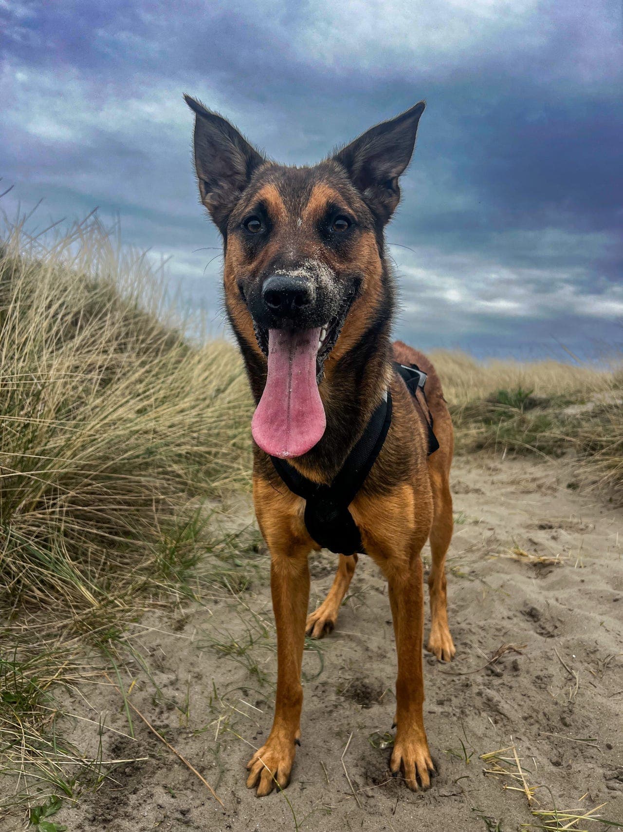 Malinois tispe selges