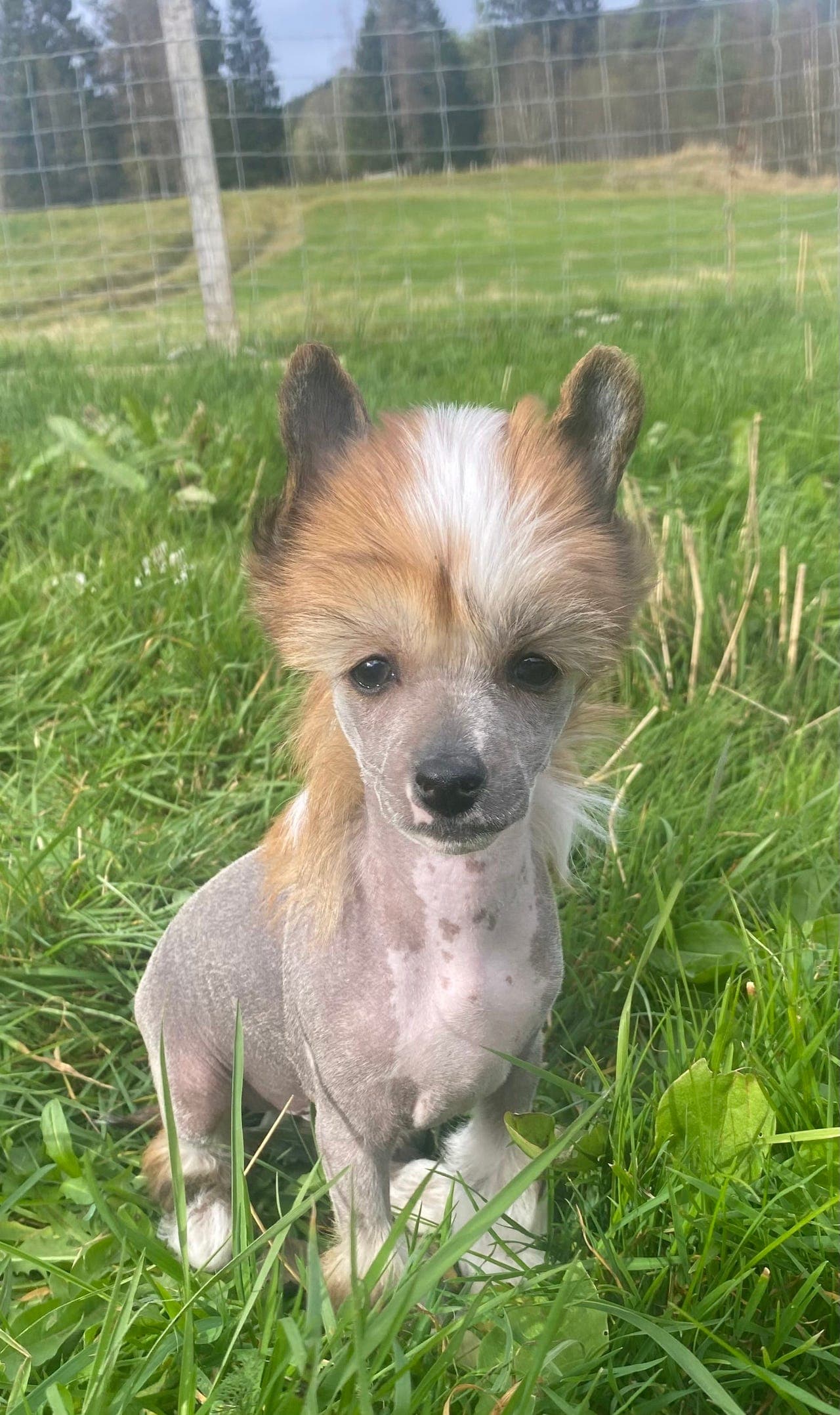 Chinese Crested gutt 5mnd selges