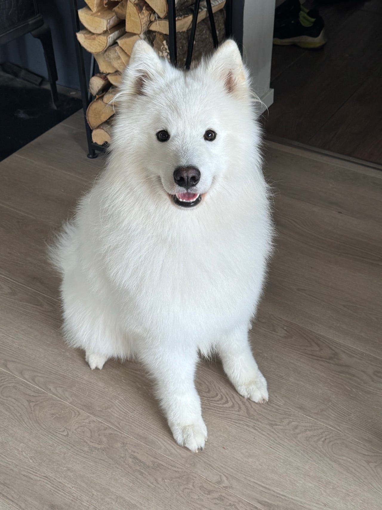 Mochi – 1 år gammel samojedhann søker nytt hjem