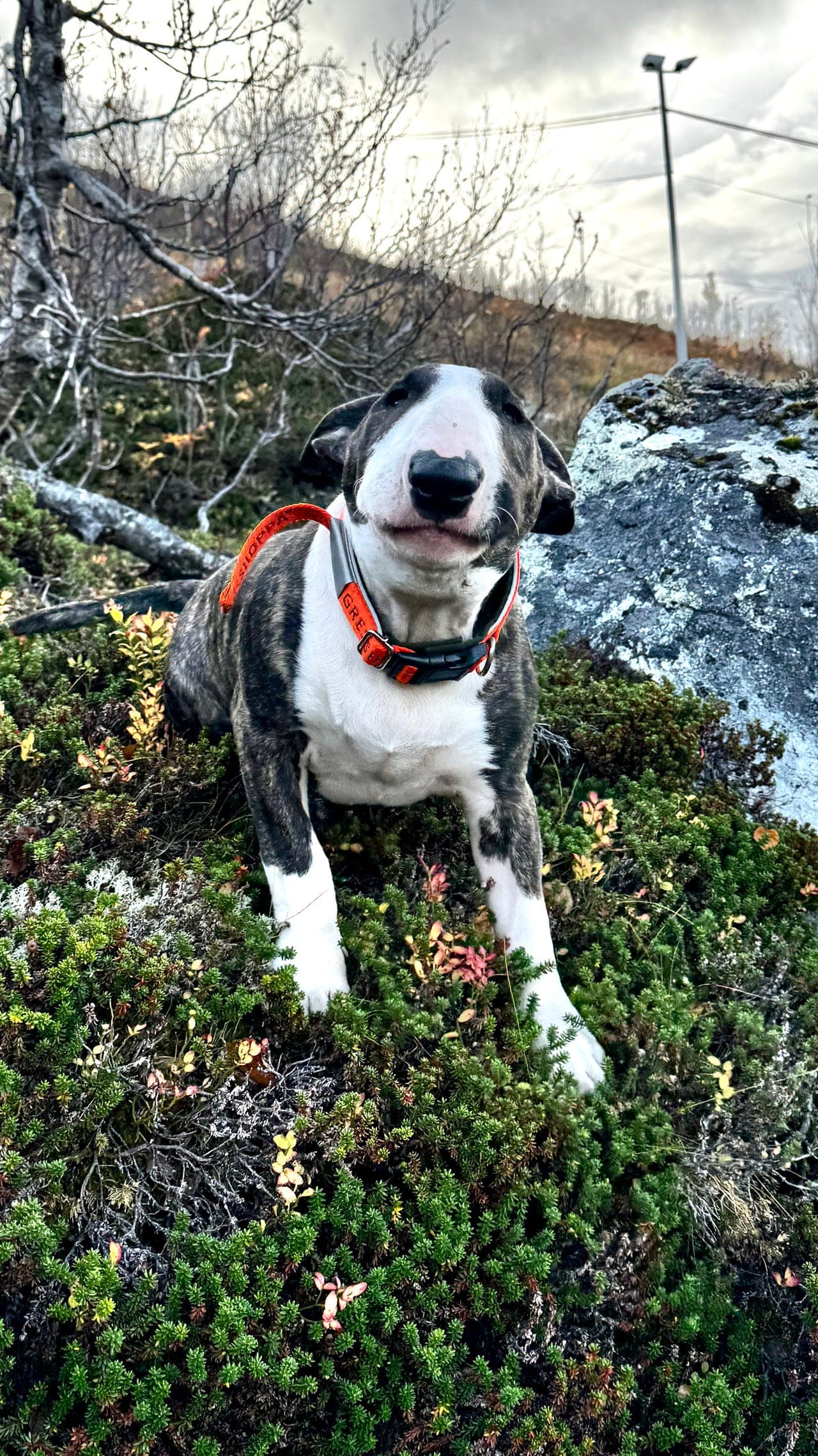 Hund fra en annen planet klar for nytt hjem!