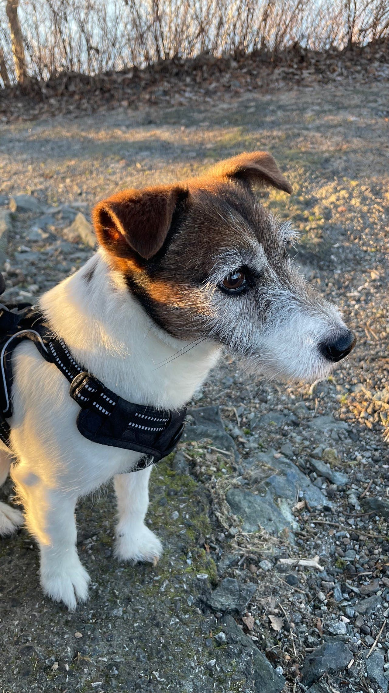 Omplassering av rolig, herlig og super snill Jack Russell Terrier.