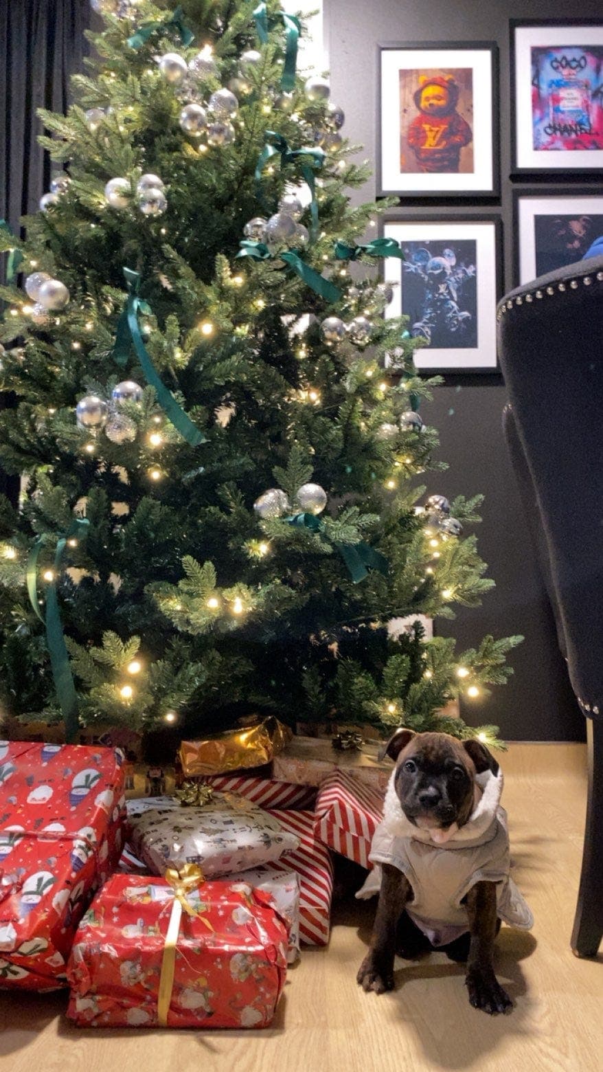 staffordshire bull terrier søker nytt hjem (født 28.09.25)