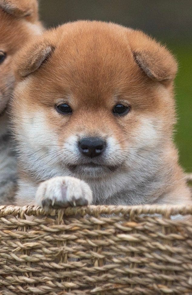 Nydelig Shiba hannvalp - leveringsklar