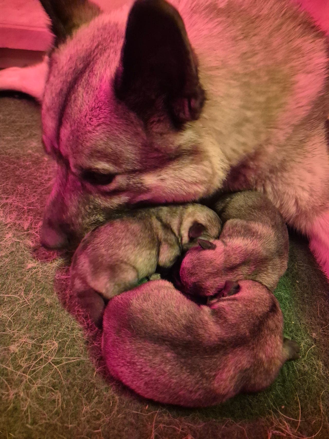 Norsk elghund grå valper