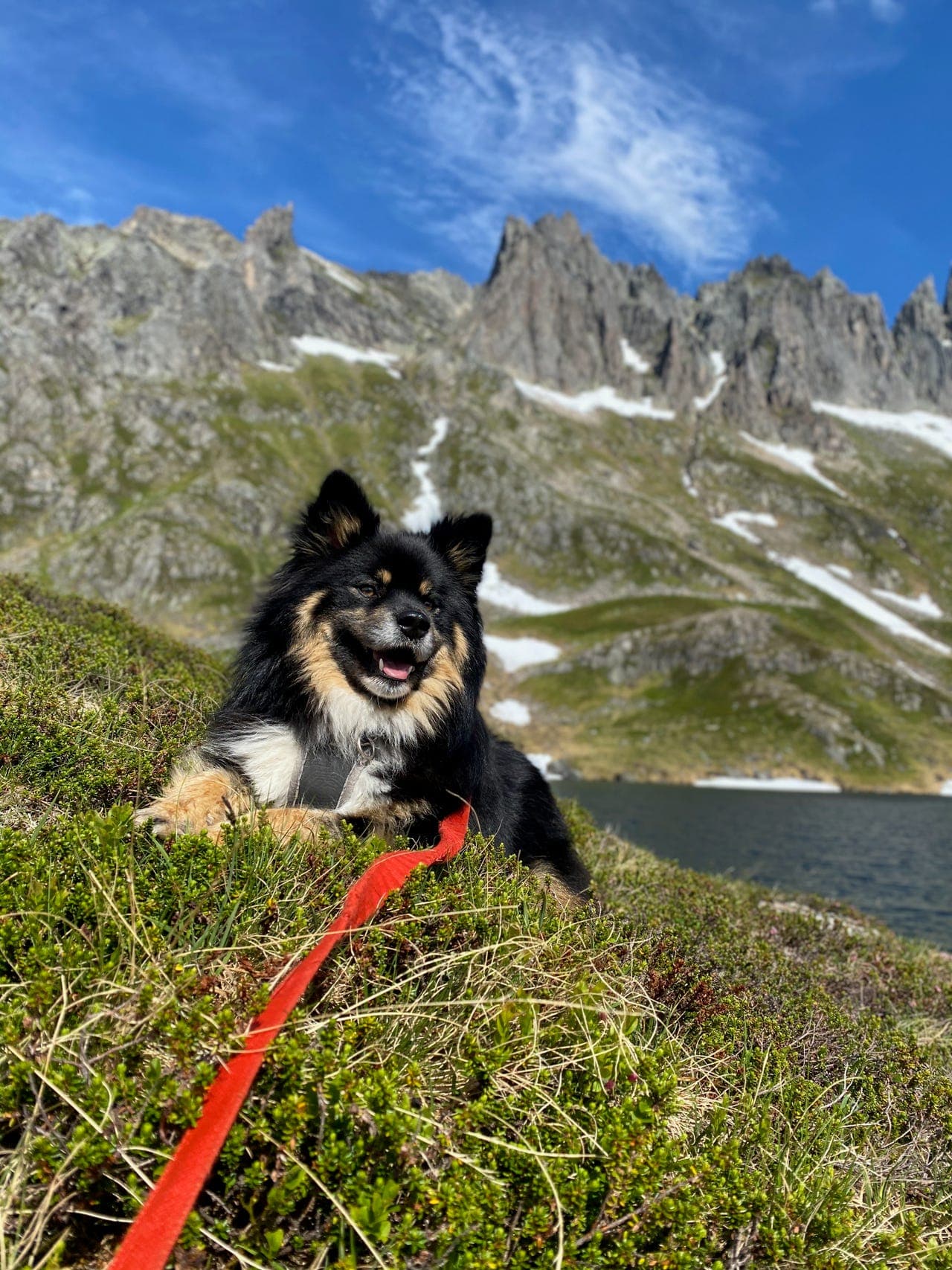 Finsk Lapphund, hannhund snart 8 år søker ny og varig heim