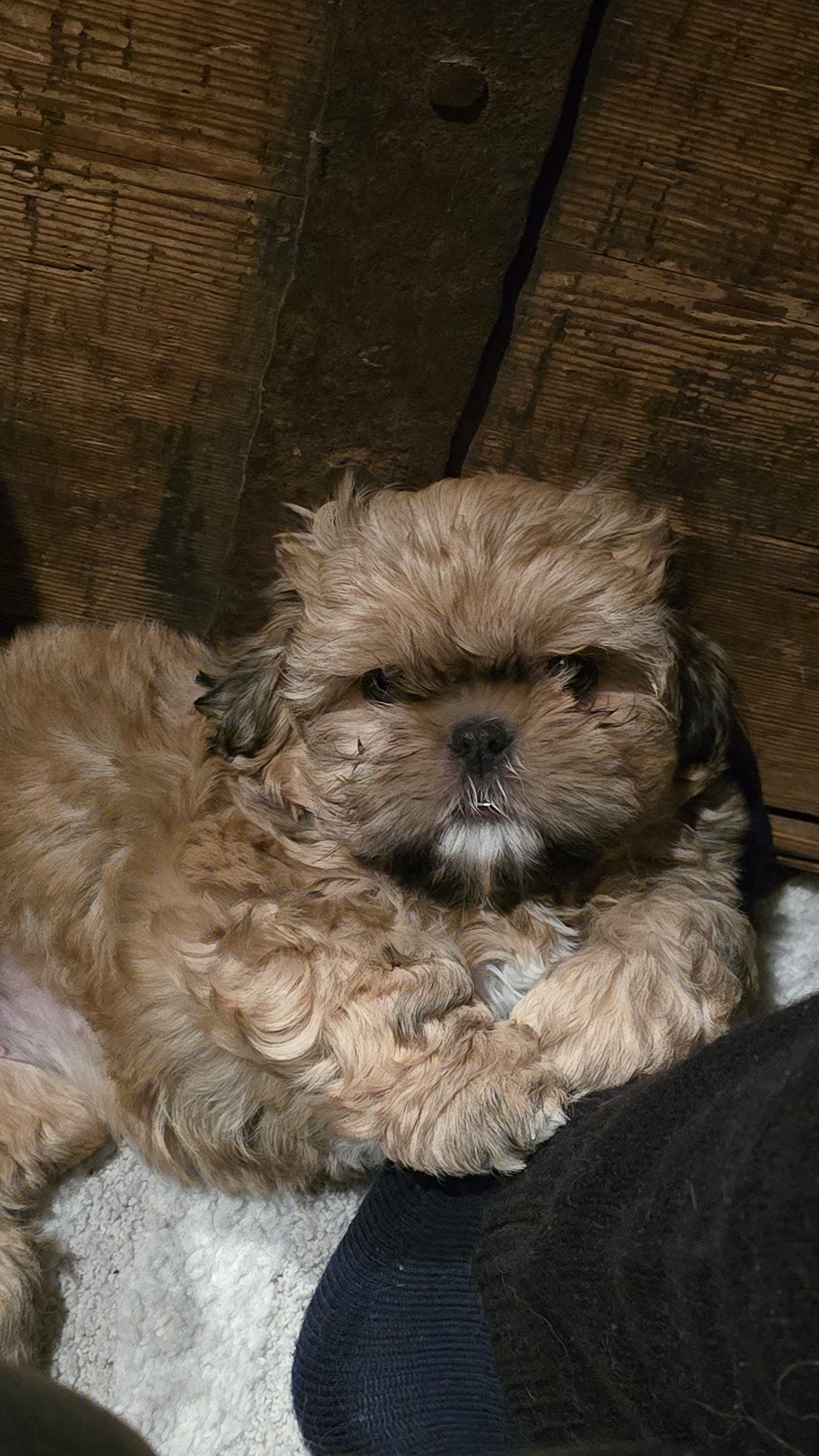 Shih tzu jente lev klar vurderes solgt nkk reg