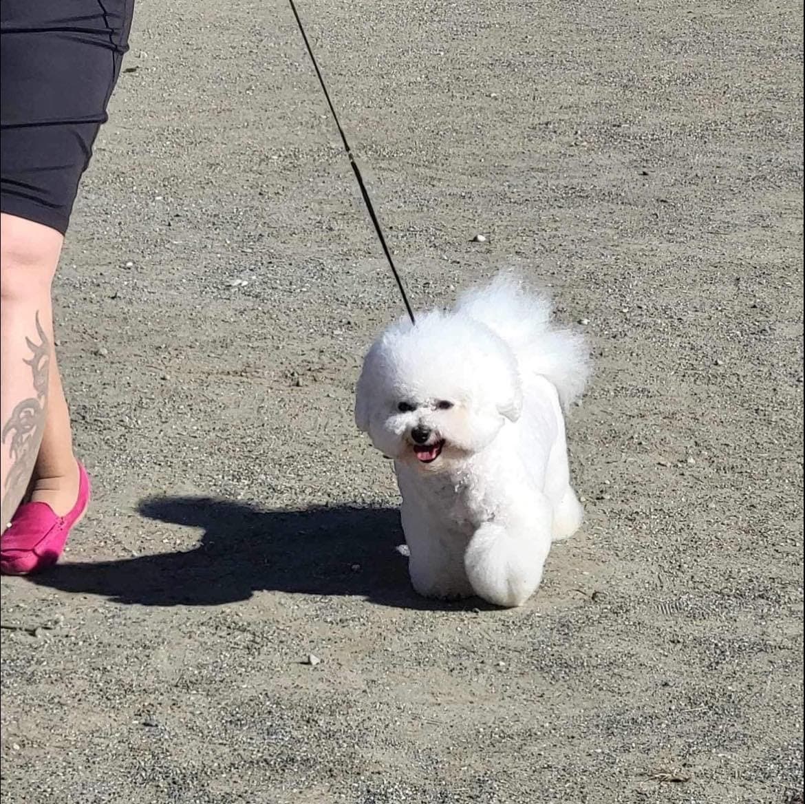 Bichon Frise tispe vurderes omplassert i Alta