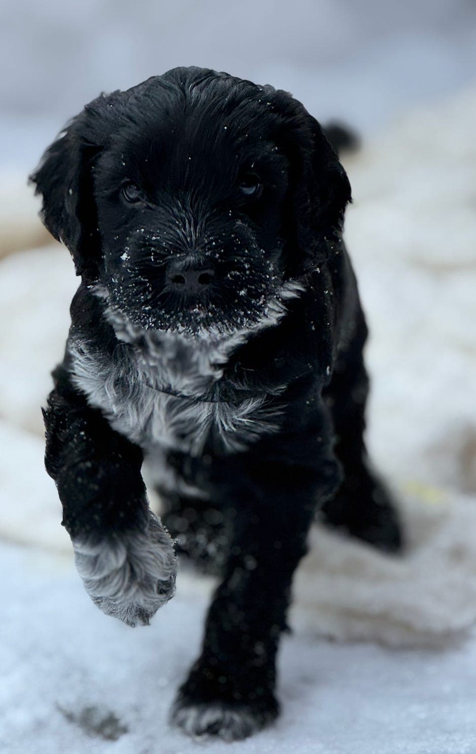 Schapendoesvalper til salgs - leveringsklare 27 februar