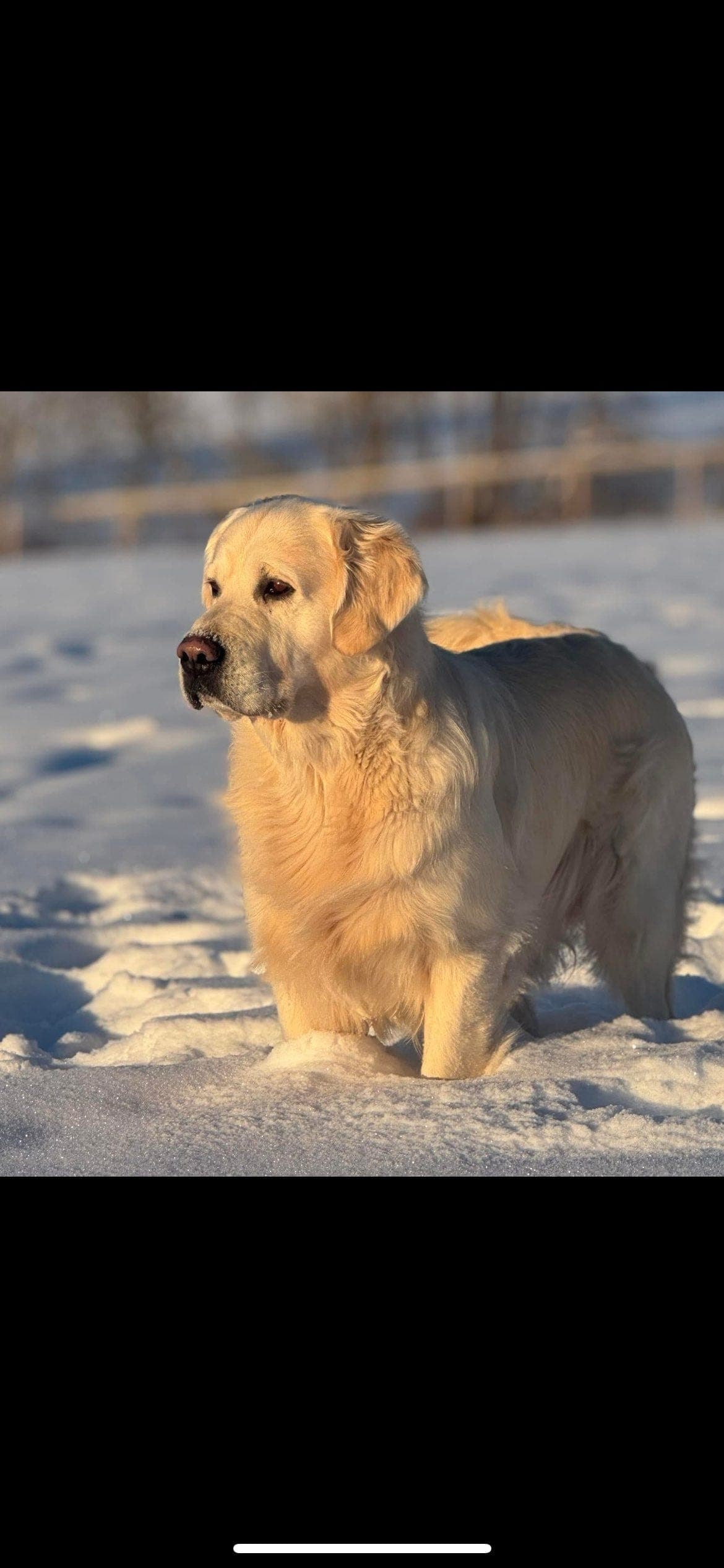 Golden Retriever valper NKK