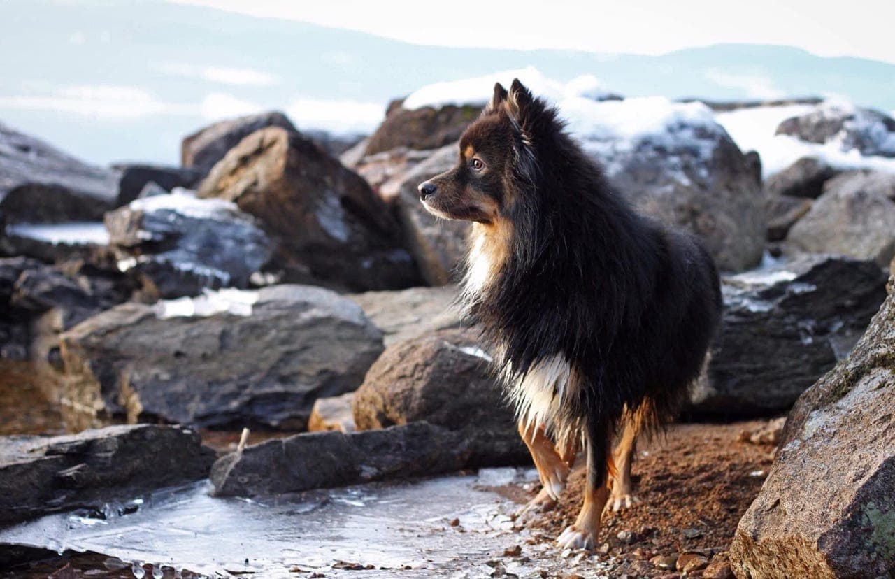 Finsk lapphund vurderes omplassert - ingen hast!