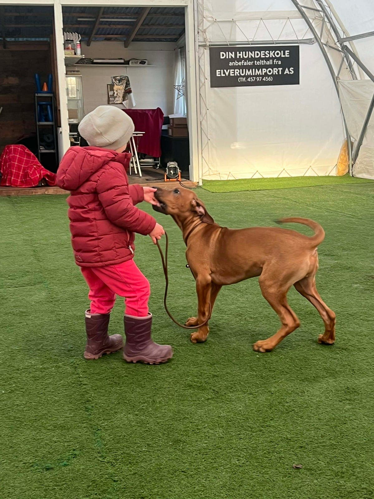 Rhodesian Ridgeback valp 5 mnd