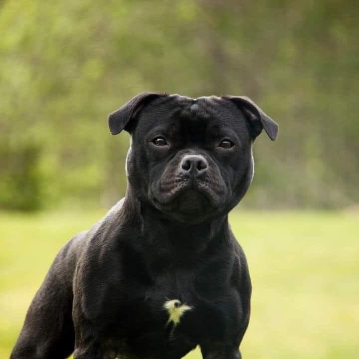 Staffordshire Bull Terrier