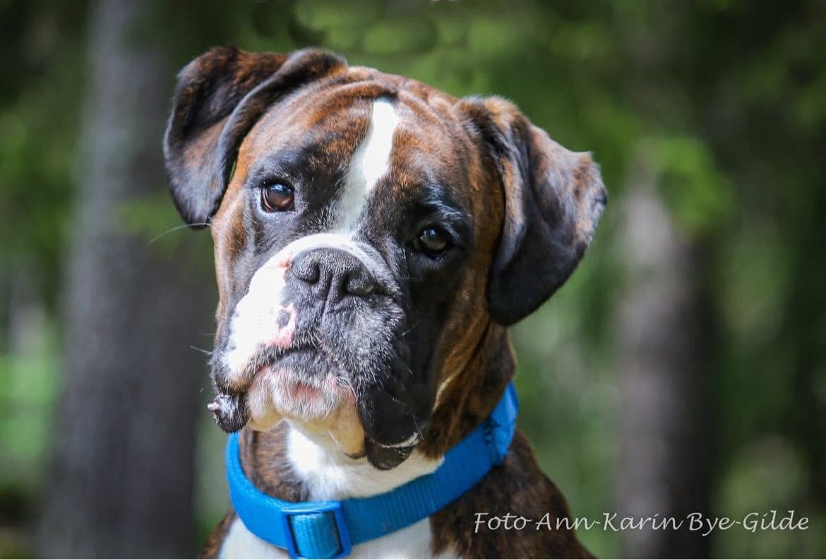 BOXERKULL VENTES I MIDTEN AV FEBRUAR