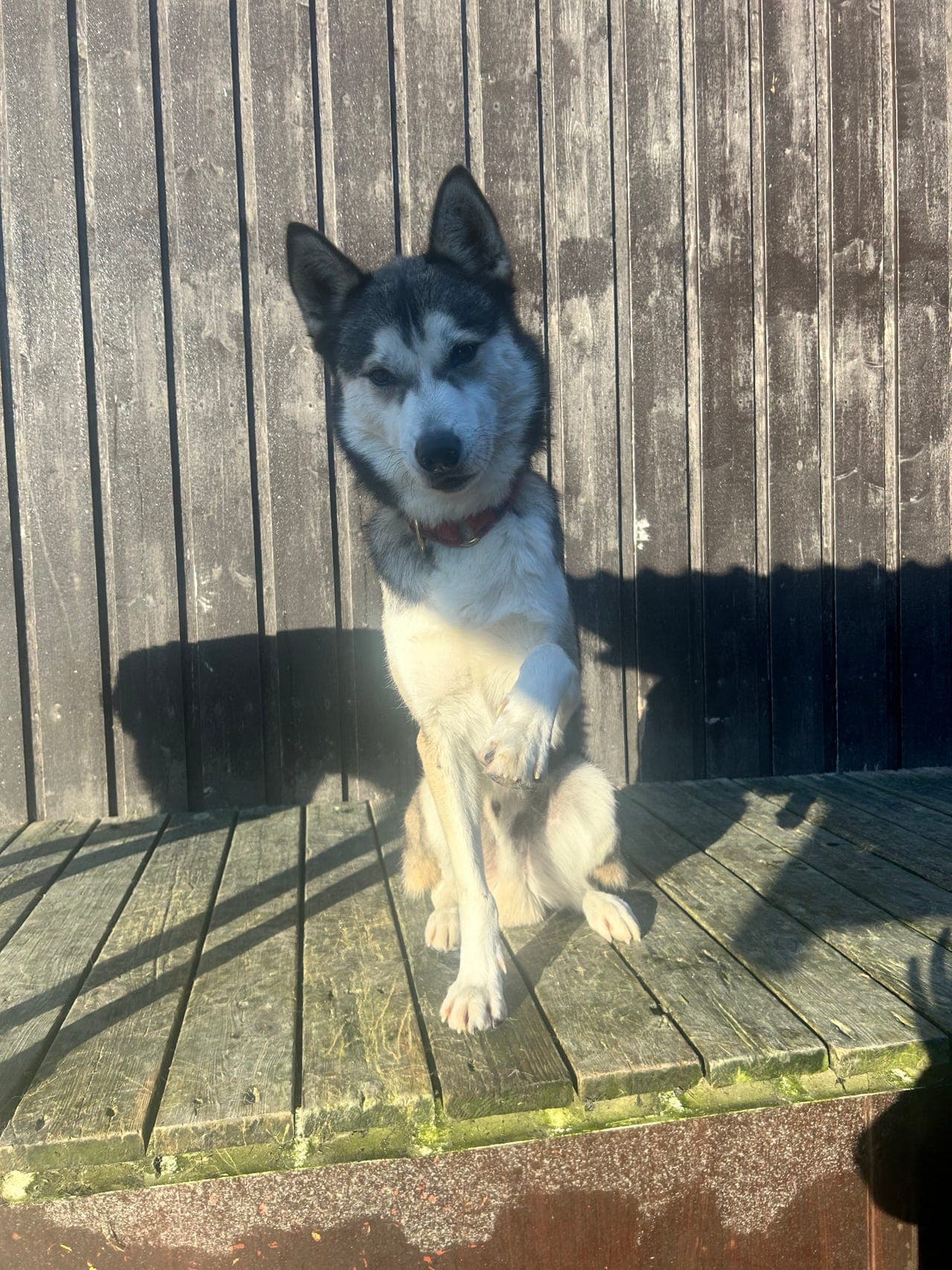 Siberian Husky omplasseres