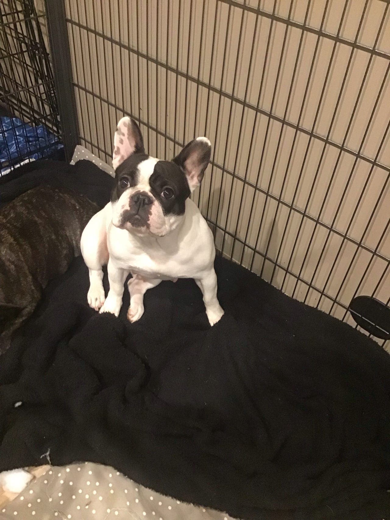 FRANSK BULLDOG VALPER VENTES CA 20 FEBRUAR