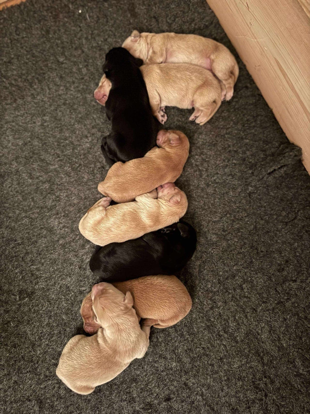 Flatcoated retriever valpar, SKK stamtavla (Sverige)