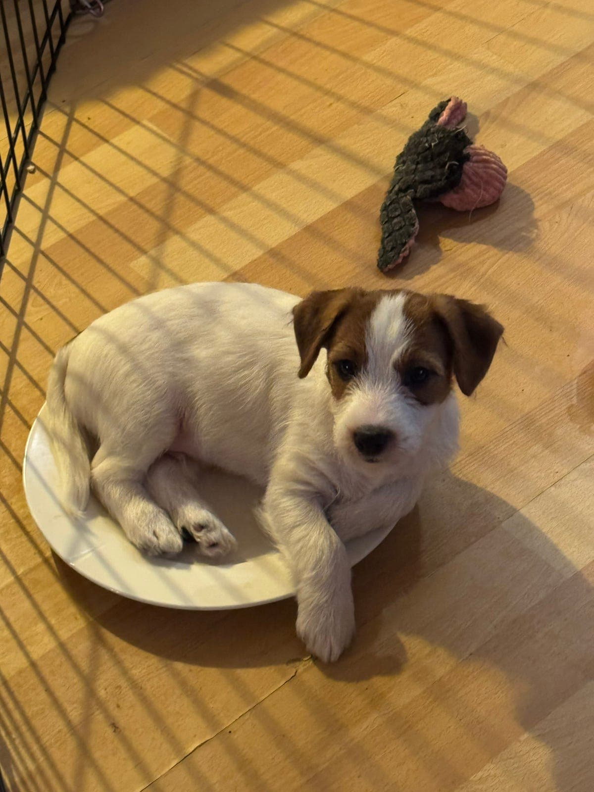 Jack russell terrier hannvalp selges