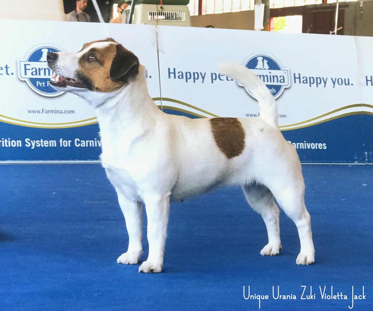 Jack Russell valper ventes