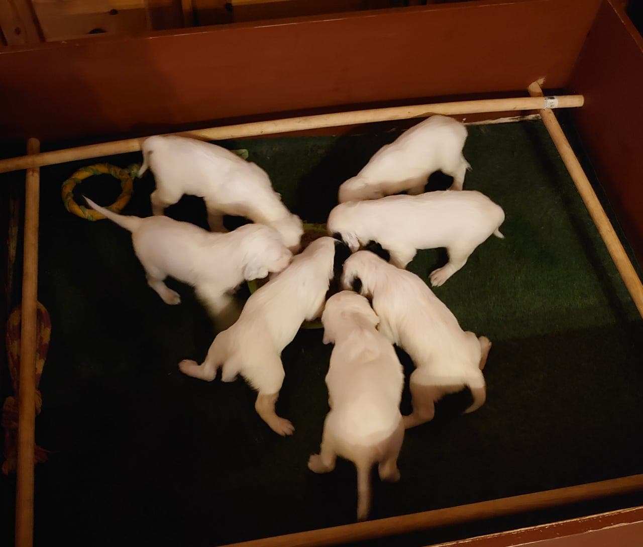 Engelsk setter valper til salgs