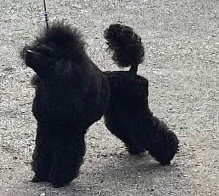 TOY/dvergpuddelvalper ventes