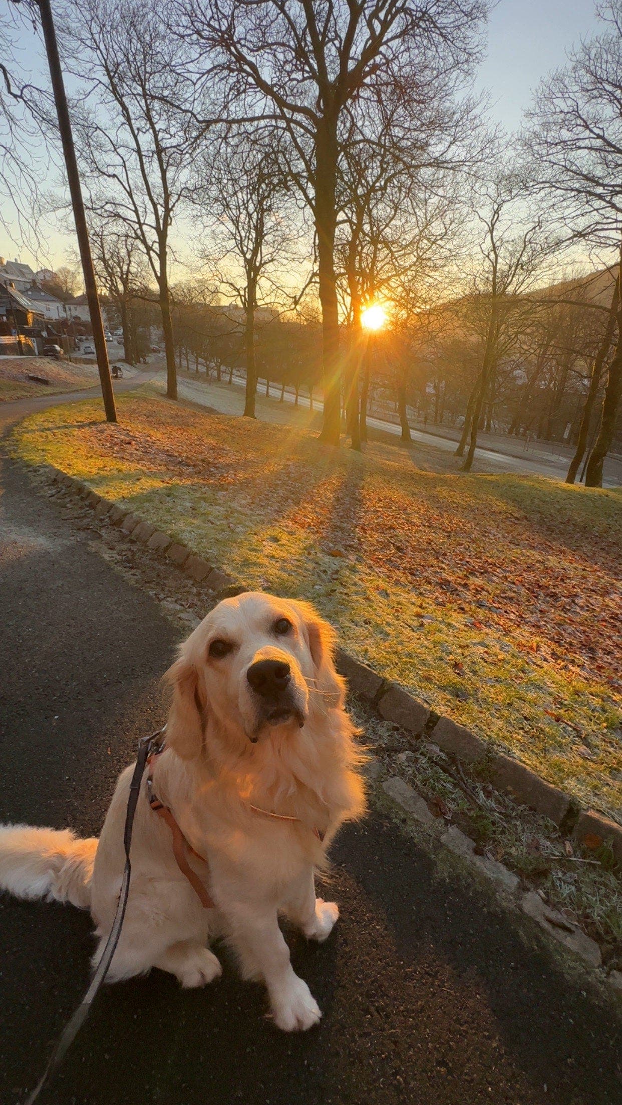 Golden Retriever hannhund VURDERES solgt
